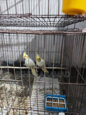 Lutino Red Eye Pair