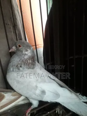 A Pigeon