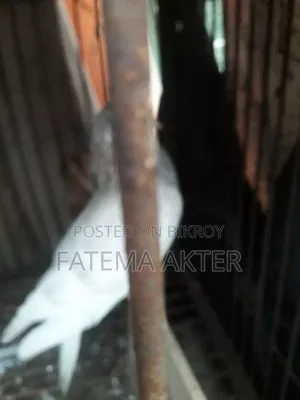 A Pigeon