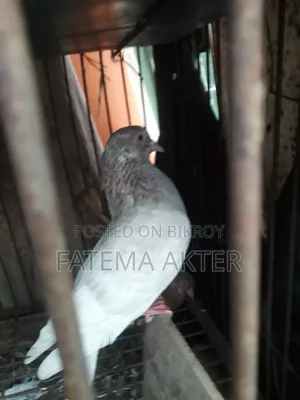 A Pigeon