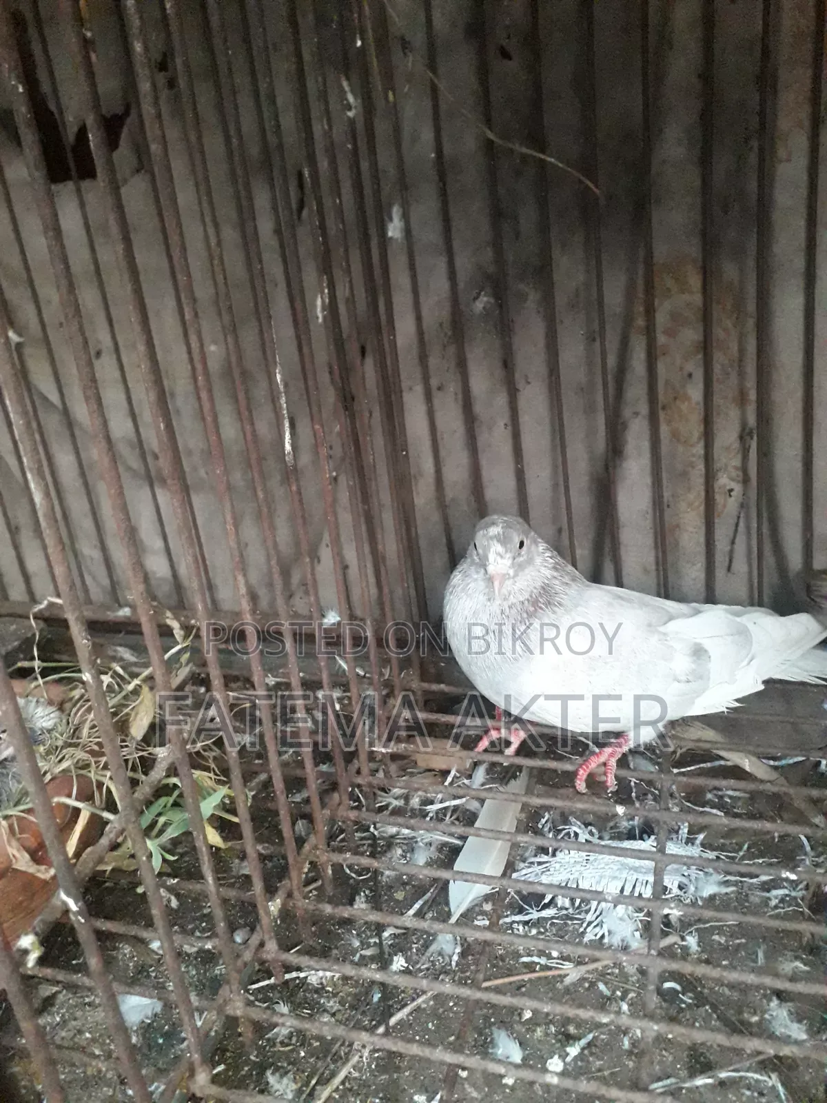 A Pigeon
