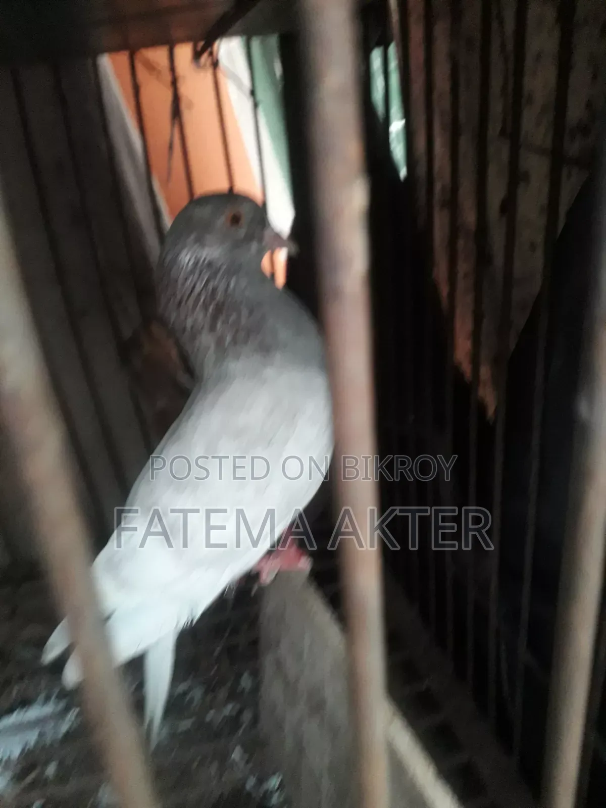 A Pigeon