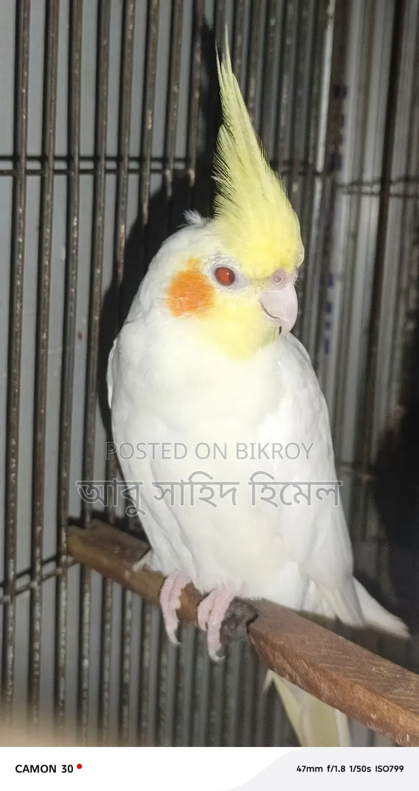কোকাটেল পাখি