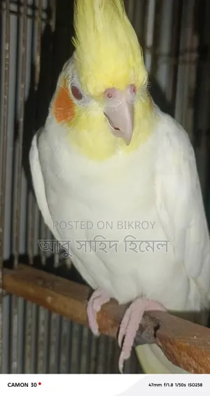 কোকাটেল পাখি