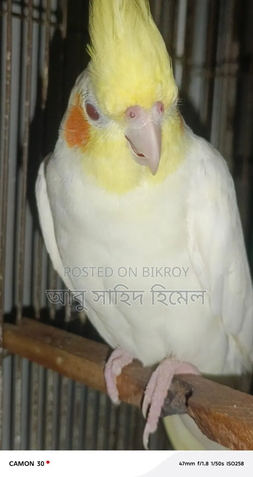 কোকাটেল পাখি