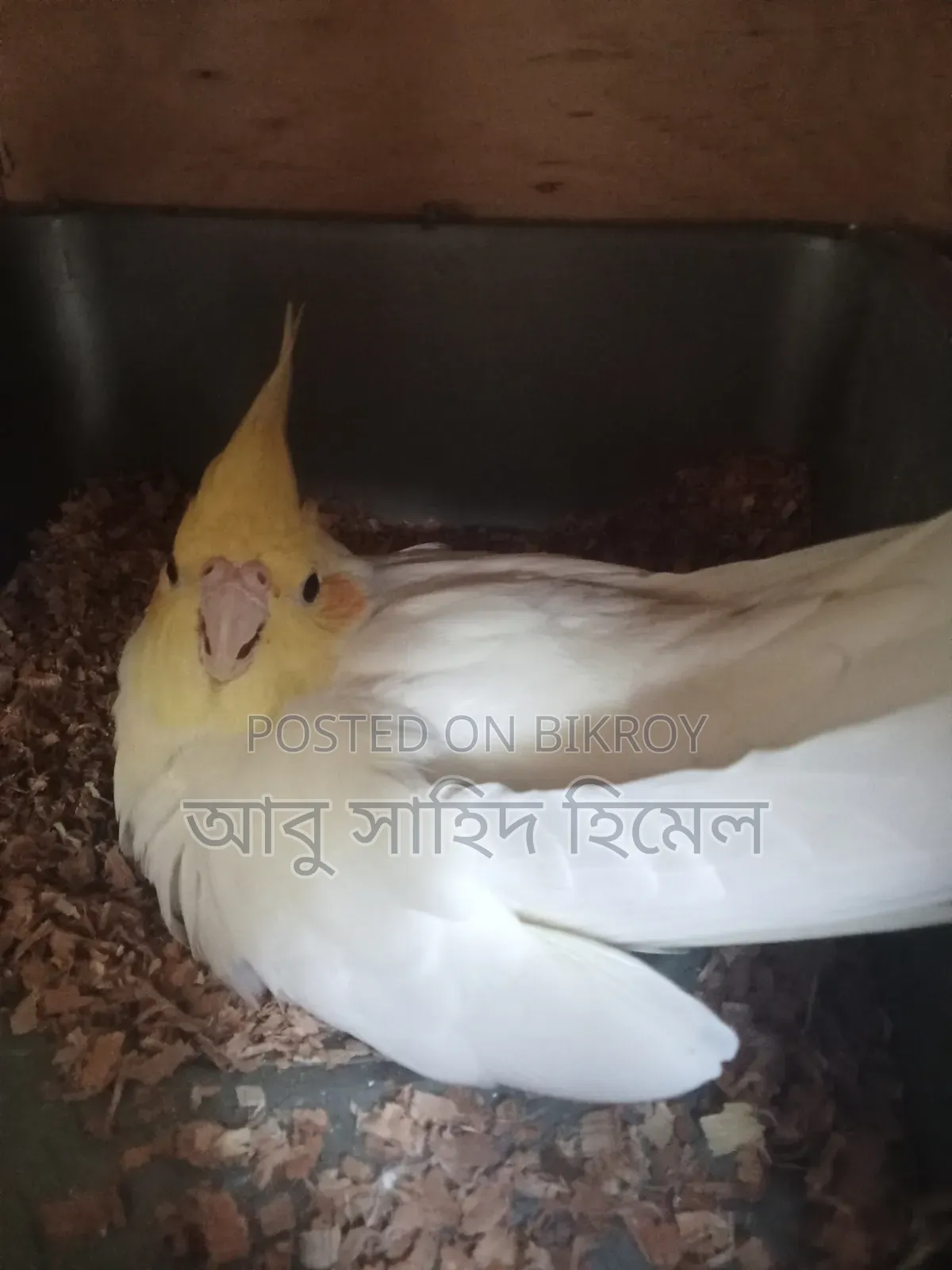কোকাটেল পাখি