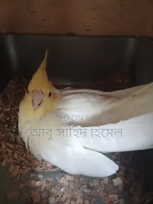 কোকাটেল পাখি