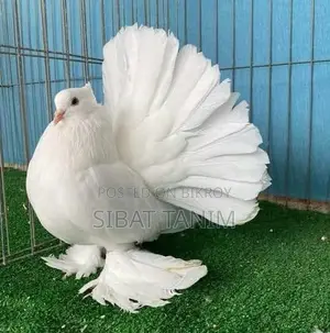 Need 2 female Lakha pigeons. Let me know if anyone has them.