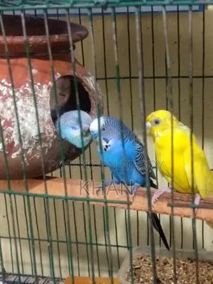 বাজিগর পাখি