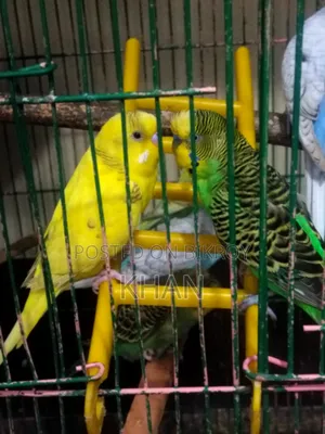 বাজিগর পাখি