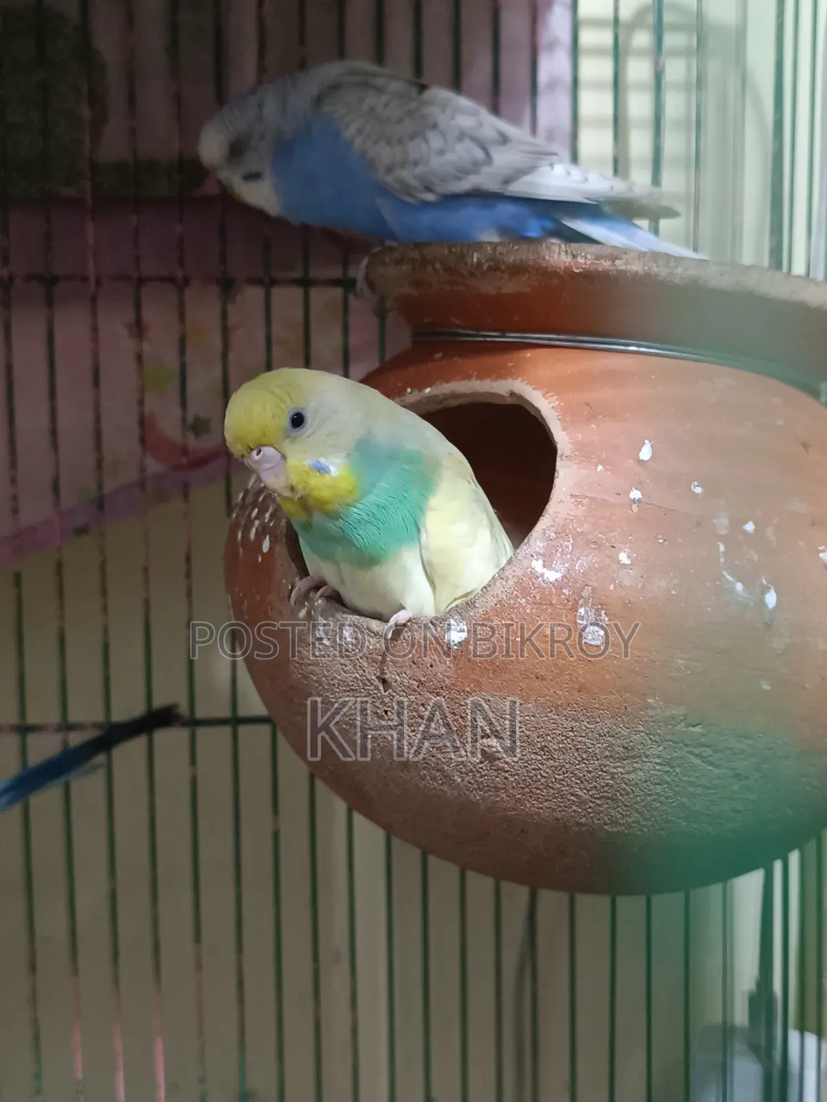 বাজিগর পাখি