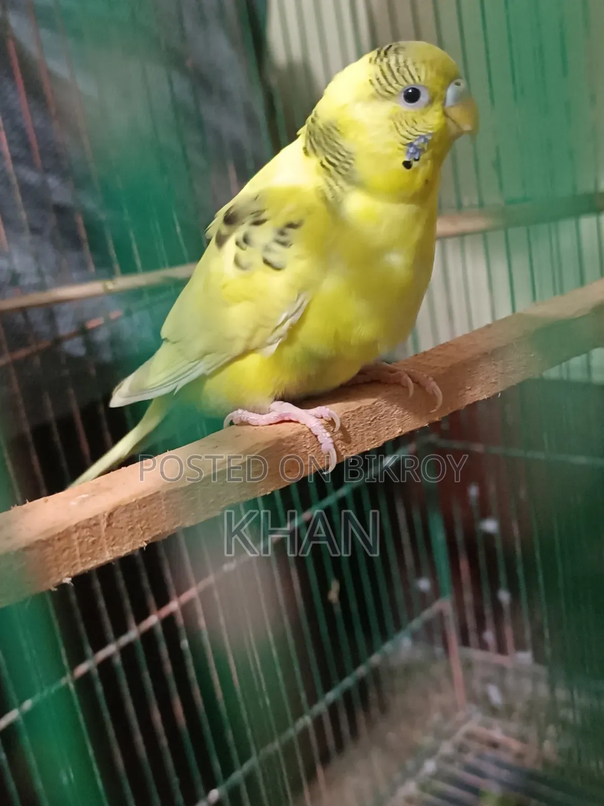 বাজিগর পাখি