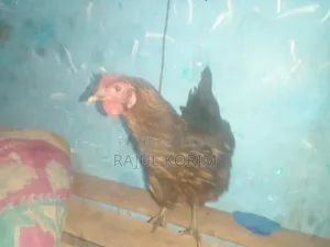 Tiger Chicken for sale