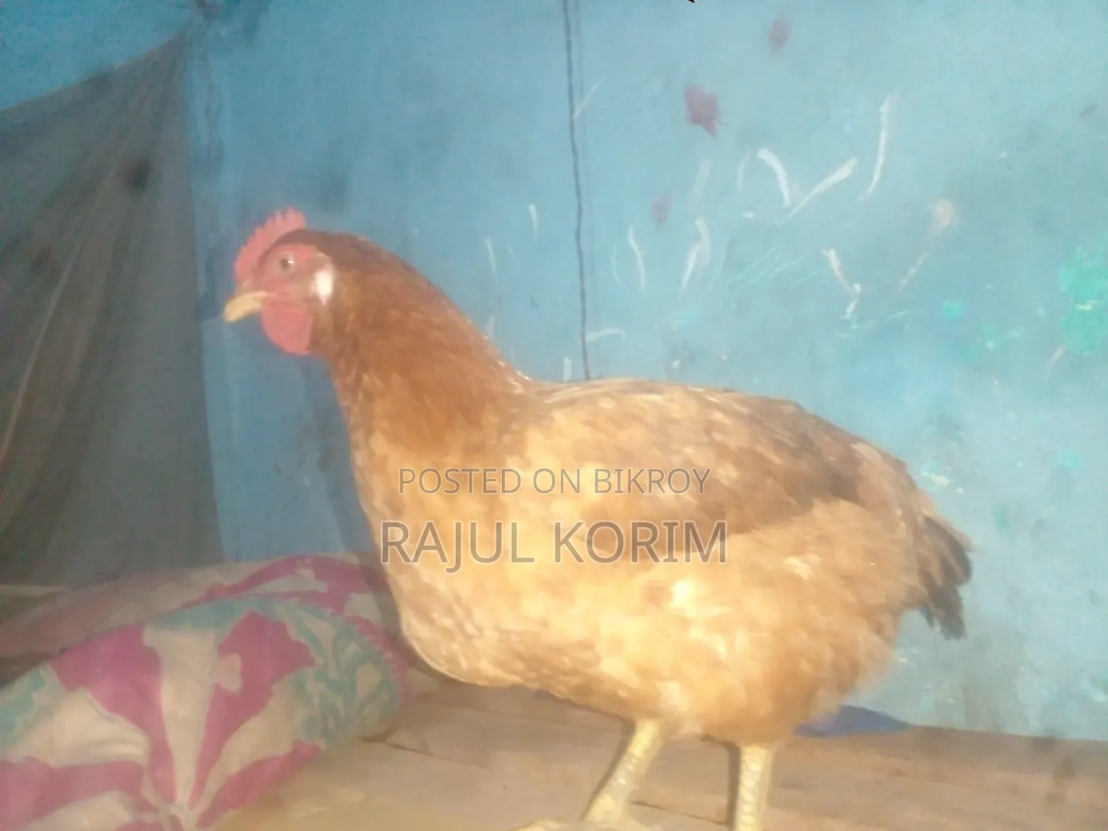 টাইগার মুরগি বিক্রি করা হবে