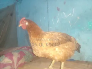 টাইগার মুরগি বিক্রি করা হবে