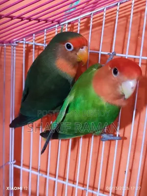 লাভ বারড (গ্রিন অফ লাইট)