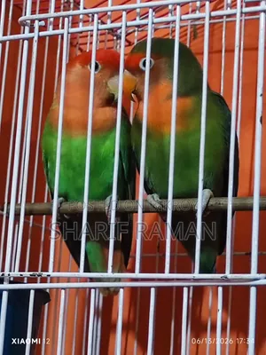 লাভ বারড (গ্রিন অফ লাইট)
