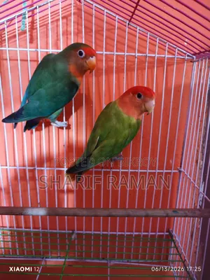 লাভ বারড (গ্রিন অফ লাইট)