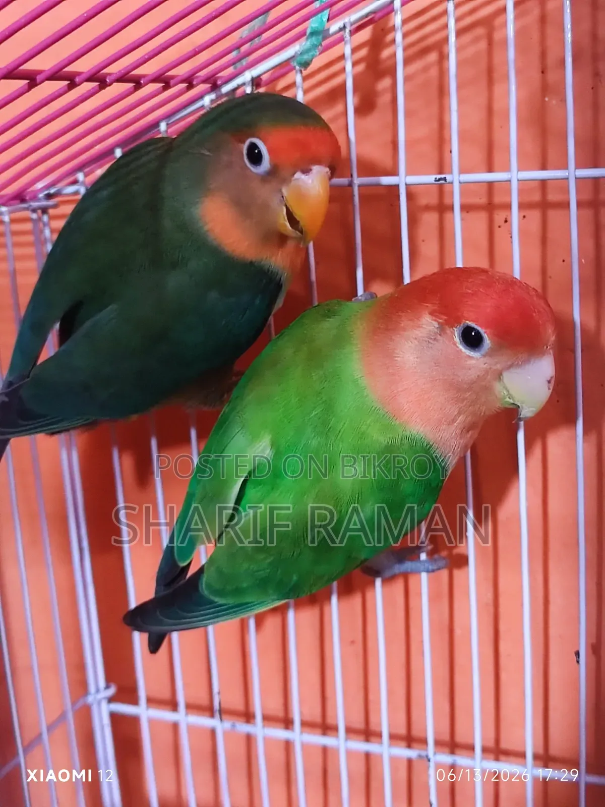 লাভ বারড (গ্রিন অফ লাইট)