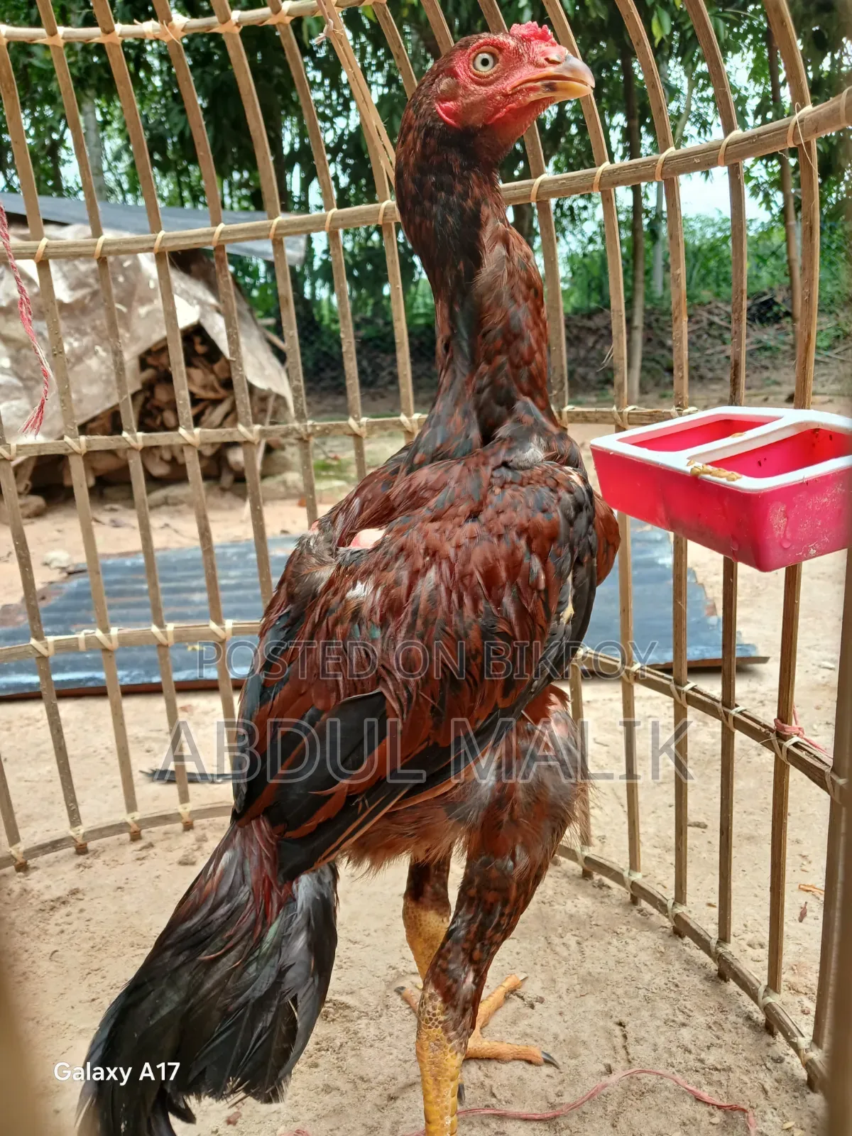 Aseel Rooster