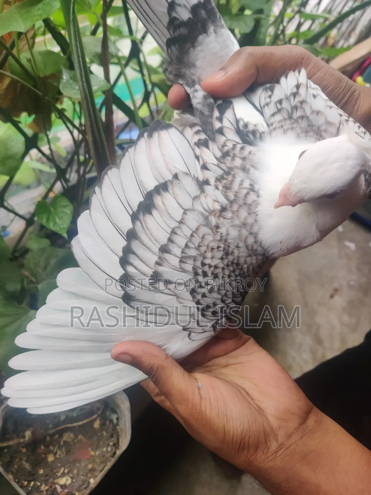 ব্ল্যাকলেস সার্টিনের একজোড়া বাচ্চা হাত বদল হবে।