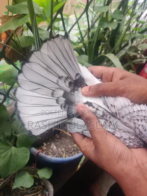 ব্ল্যাকলেস সার্টিনের একজোড়া বাচ্চা হাত বদল হবে।