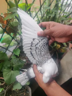 ব্ল্যাকলেস সার্টিনের একজোড়া বাচ্চা হাত বদল হবে।