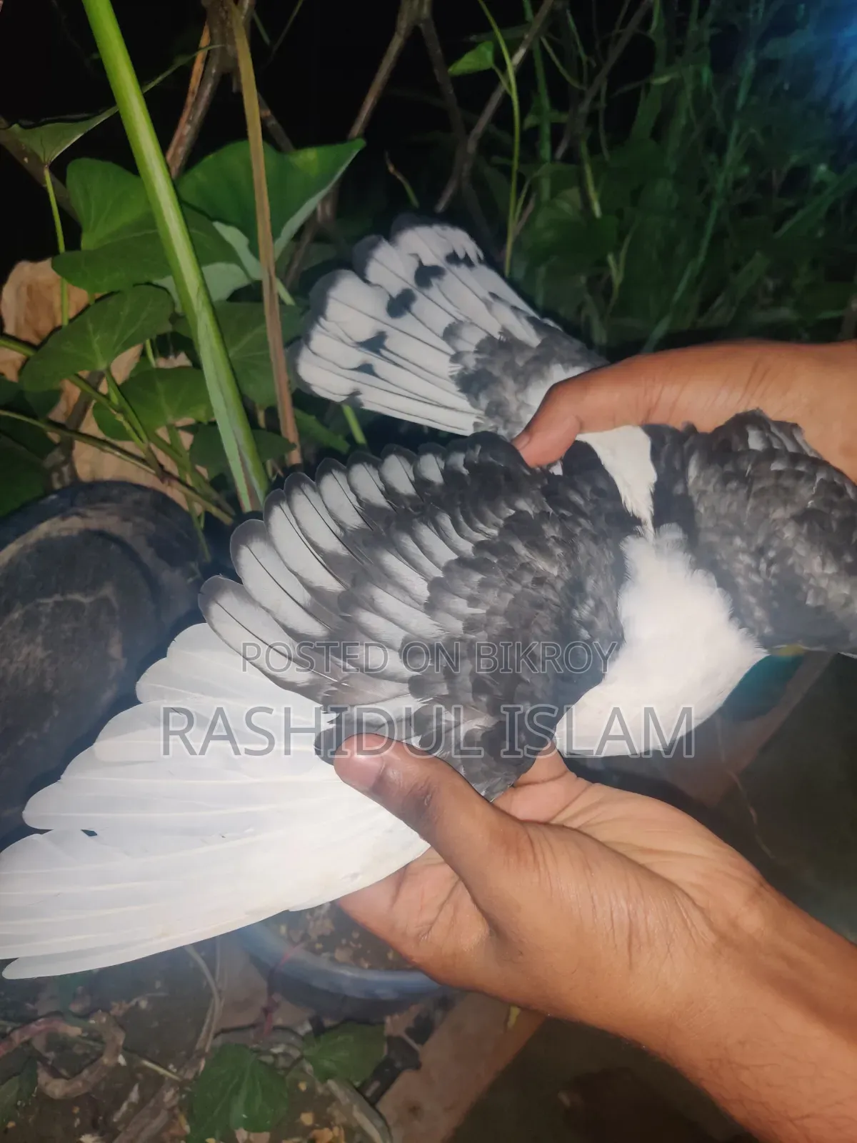 ব্ল্যাকলেস সার্টিনের একজোড়া বাচ্চা হাত বদল হবে।