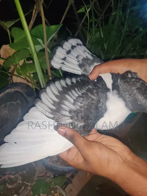 ব্ল্যাকলেস সার্টিনের একজোড়া বাচ্চা হাত বদল হবে।