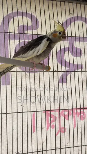 কোকাটেল পাখি প্রতি জোরা ২৫০০