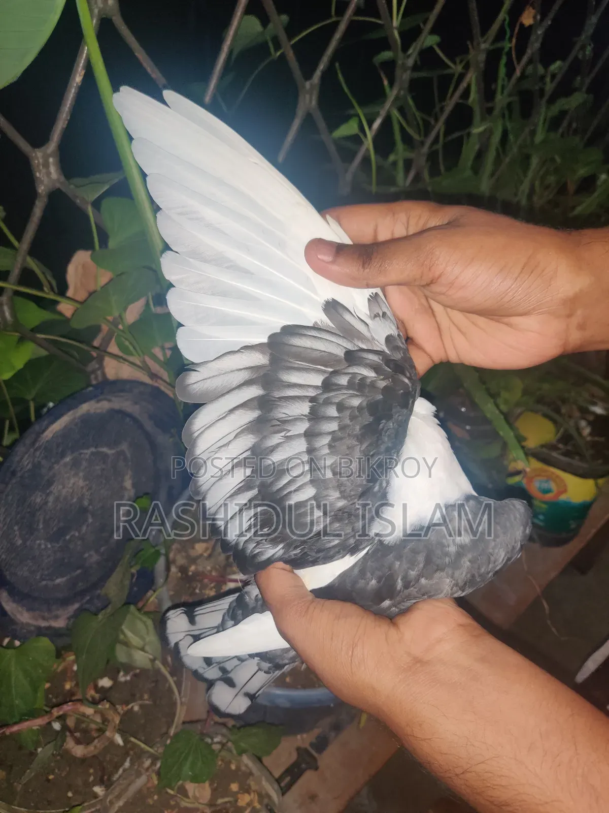 ব্ল্যাকলেস সার্টিনের একজোড়া বাচ্চা হাত বদল হবে।