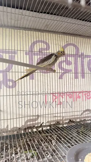 কোকাটেল পাখি প্রতি জোরা ২৫০০
