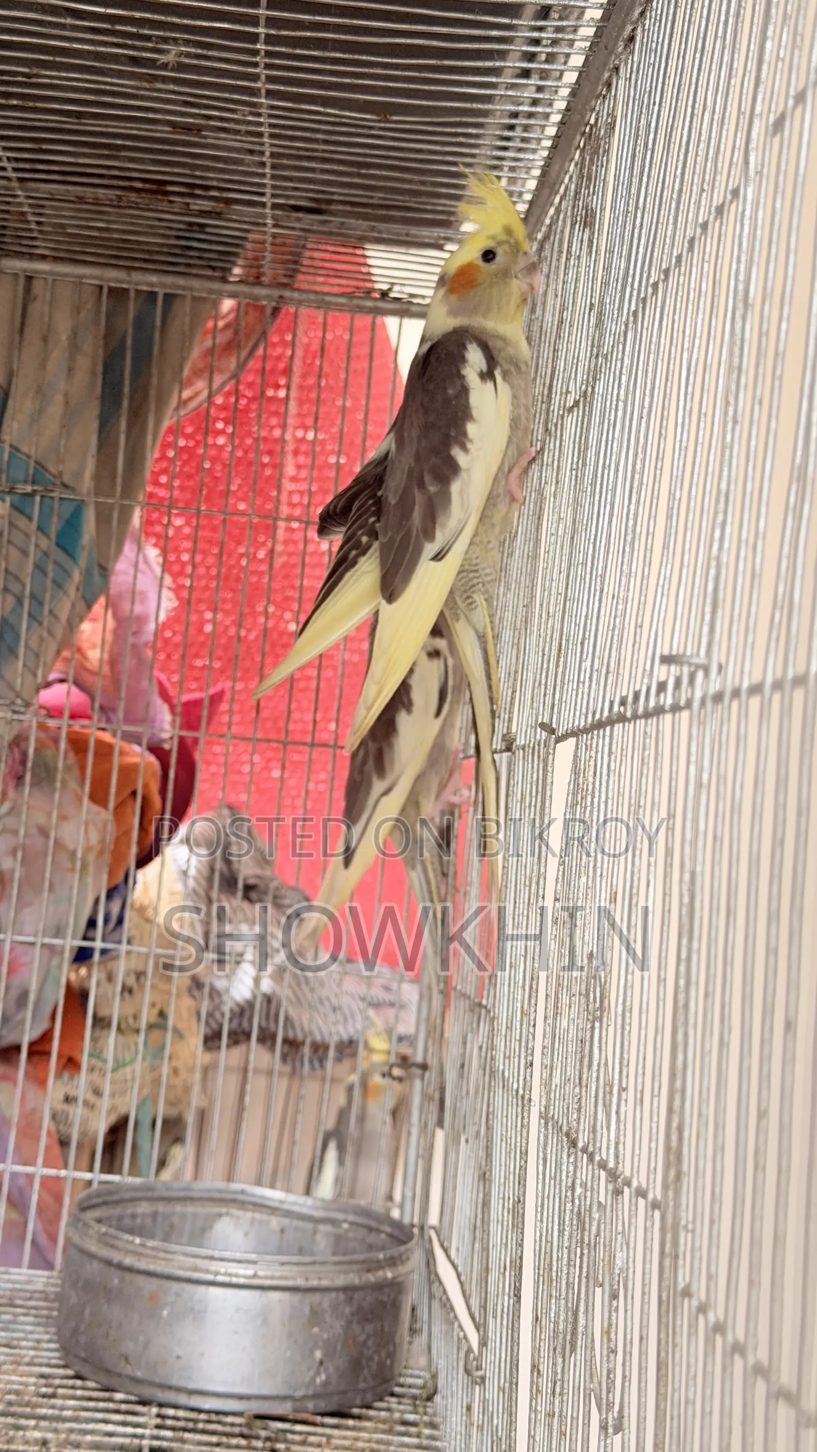 কোকাটেল পাখি প্রতি জোরা ২৫০০