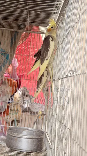 কোকাটেল পাখি প্রতি জোরা ২৫০০