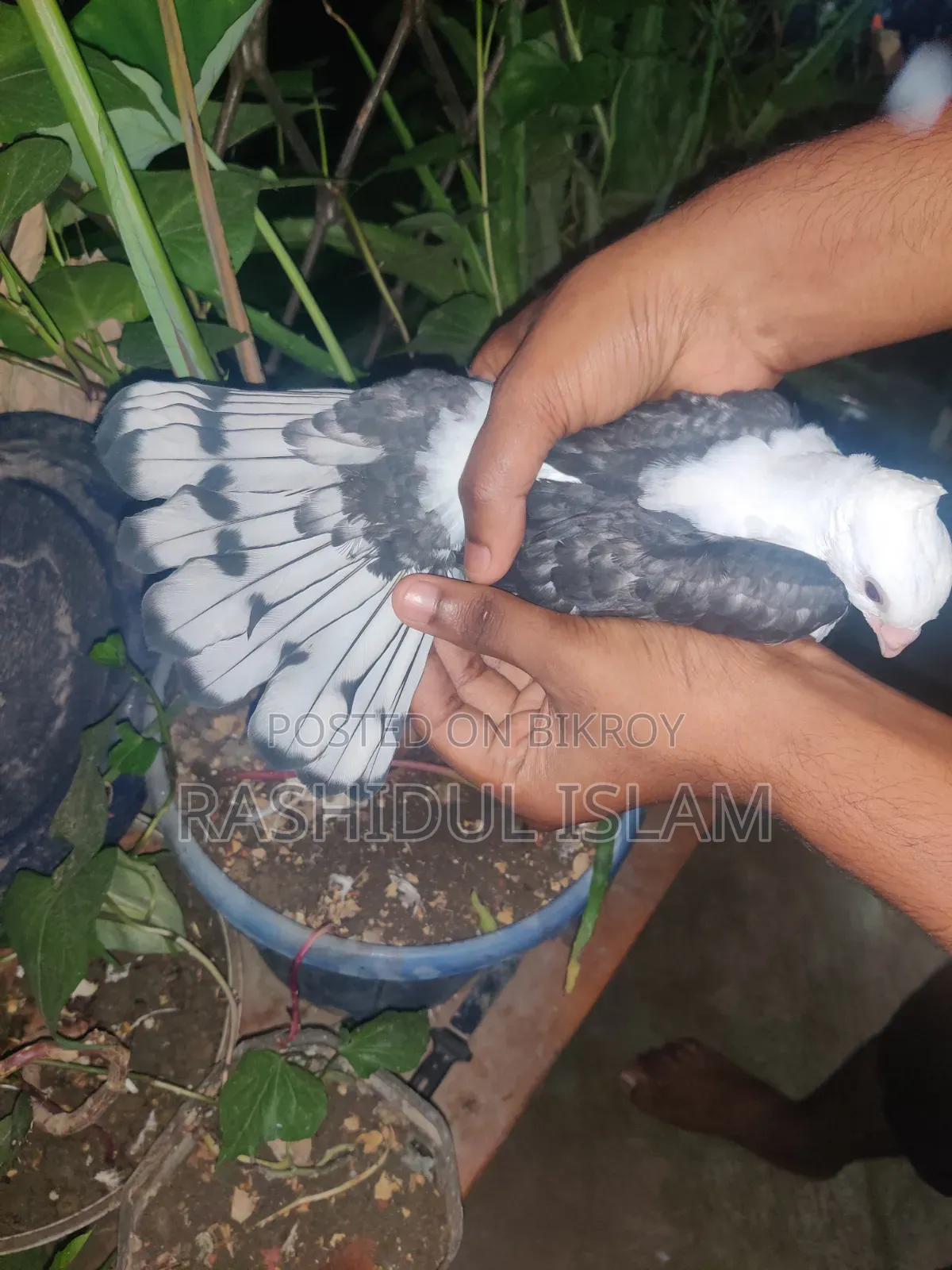 ব্ল্যাকলেস সার্টিনের একজোড়া বাচ্চা হাত বদল হবে।