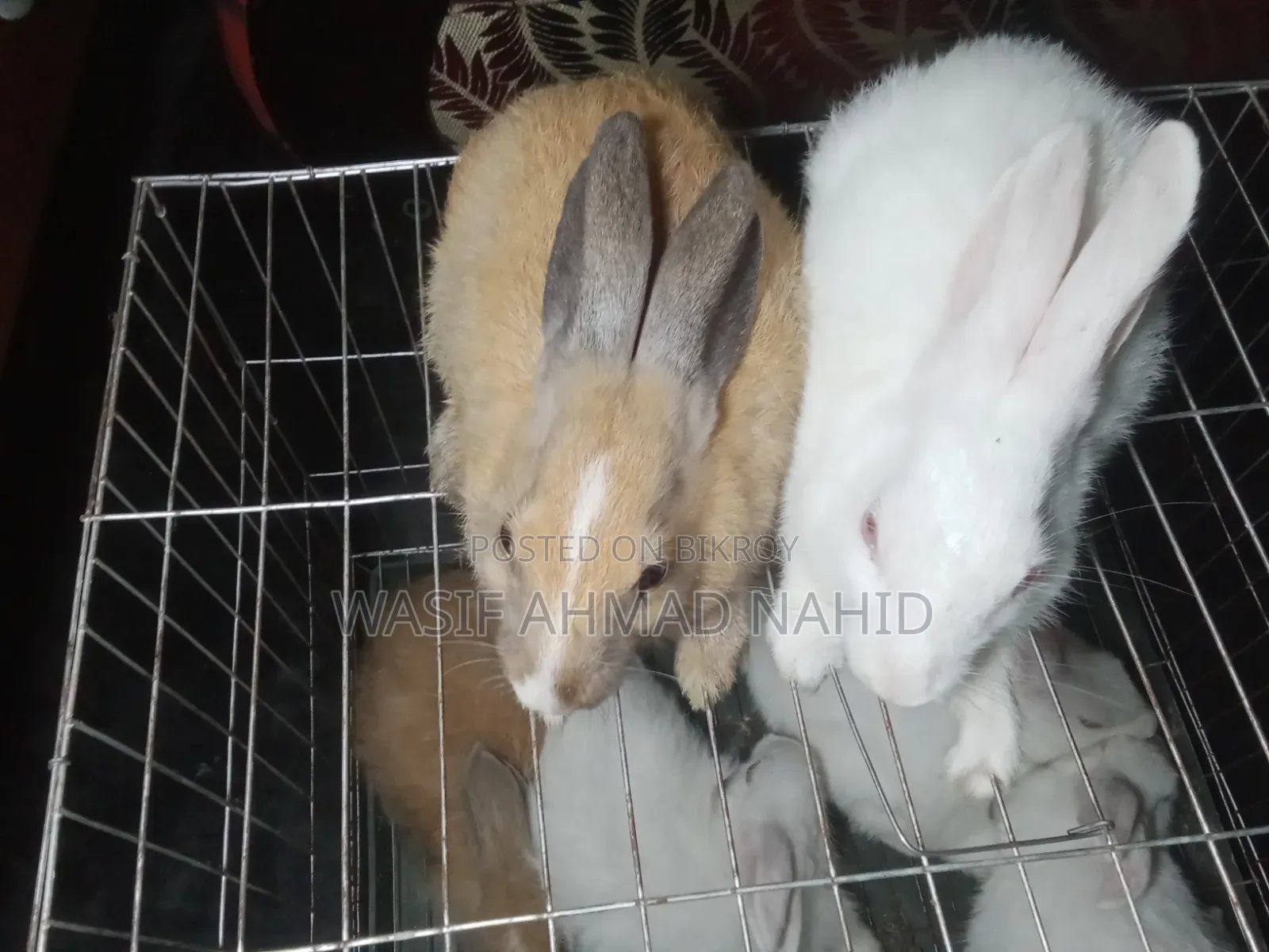 Local Rabbit and 1 Pair of Angora Breed Rabbits