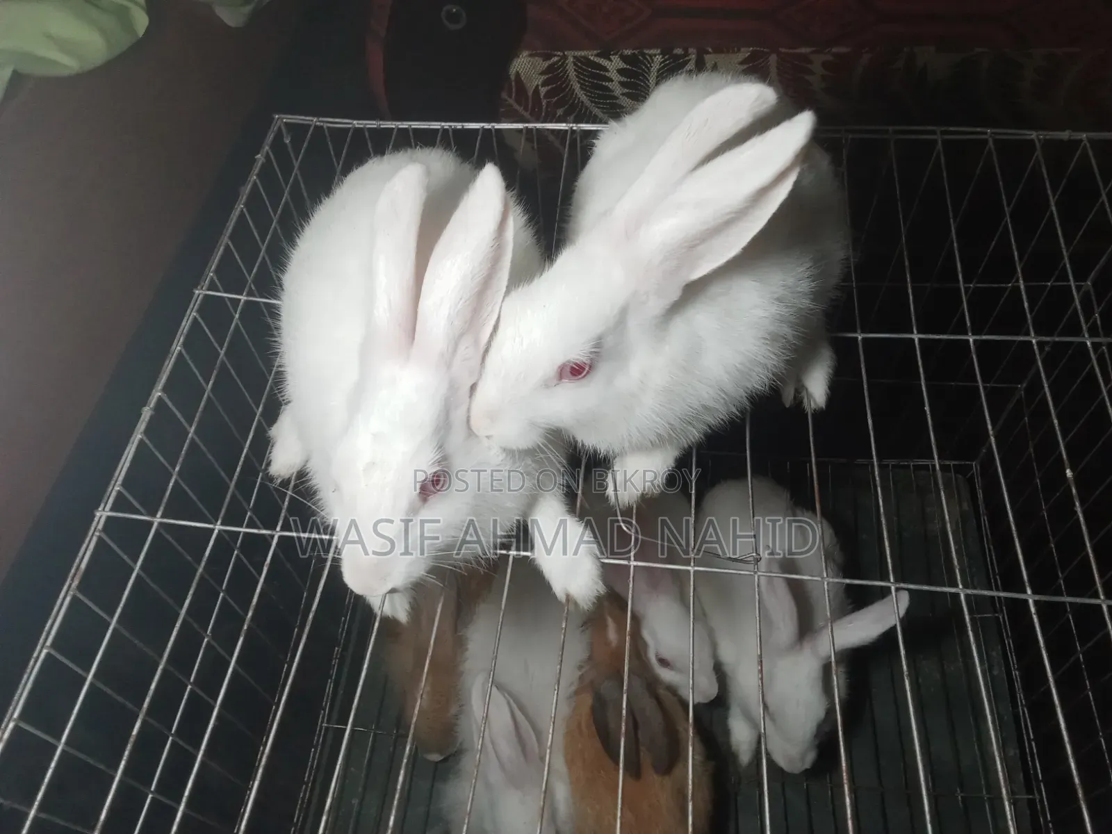 Local Rabbit and 1 Pair of Angora Breed Rabbits
