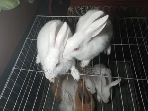 Local Rabbit and 1 Pair of Angora Breed Rabbits