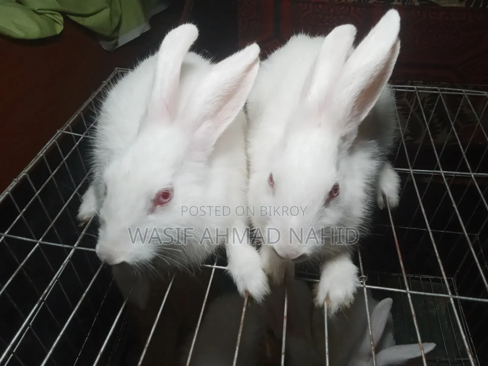 Local Rabbit and 1 Pair of Angora Breed Rabbits