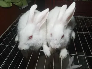 Local Rabbit and 1 Pair of Angora Breed Rabbits