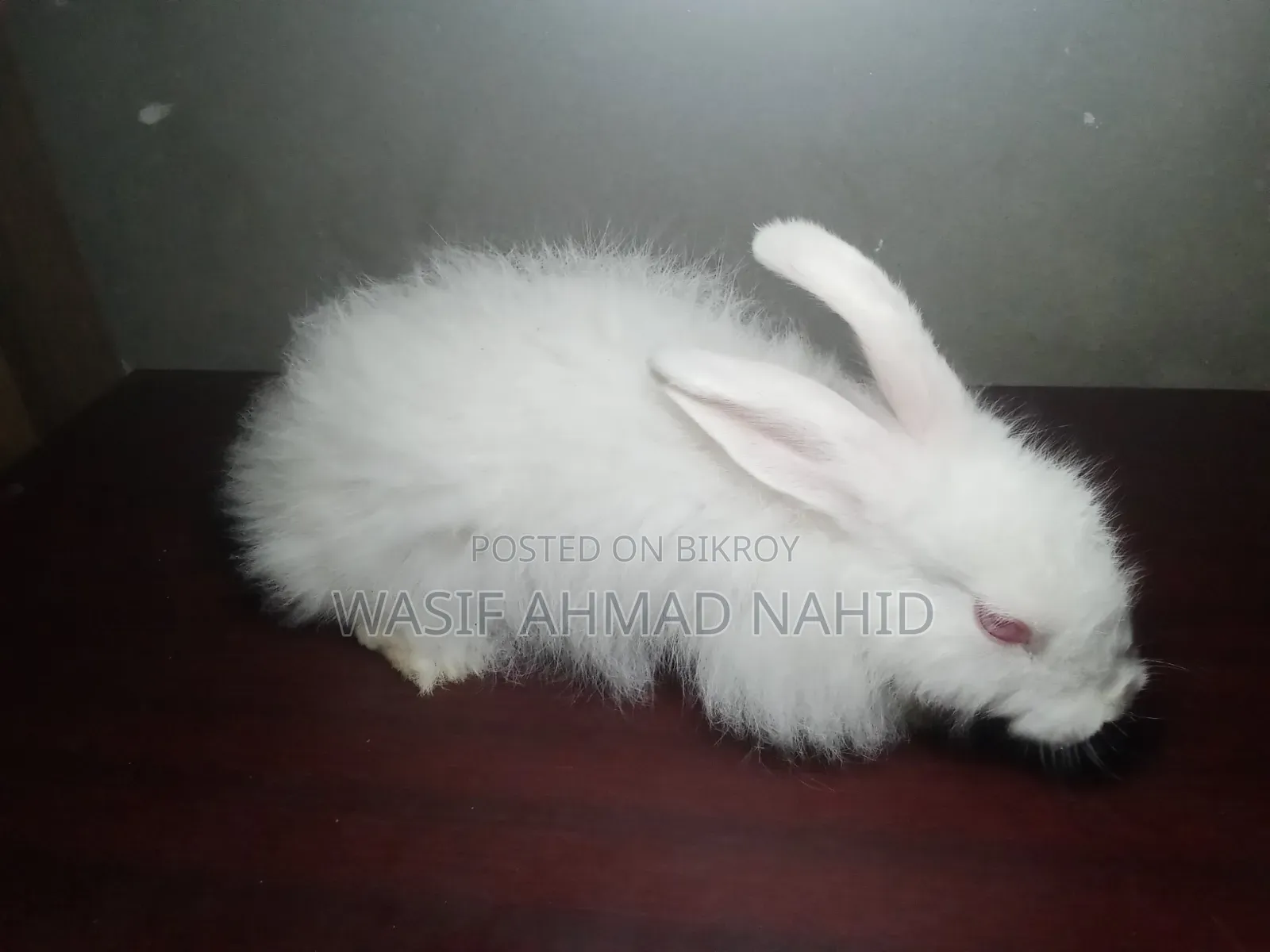 Local Rabbit and 1 Pair of Angora Breed Rabbits