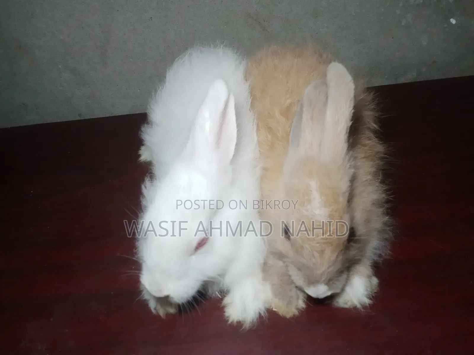 Local Rabbit and 1 Pair of Angora Breed Rabbits