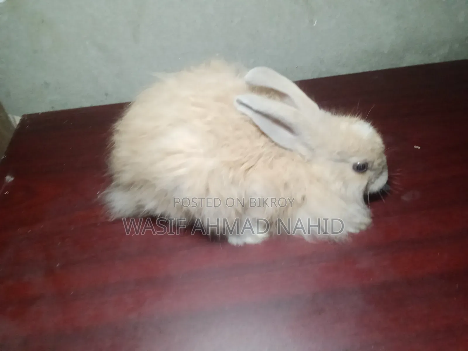 Local Rabbit and 1 Pair of Angora Breed Rabbits
