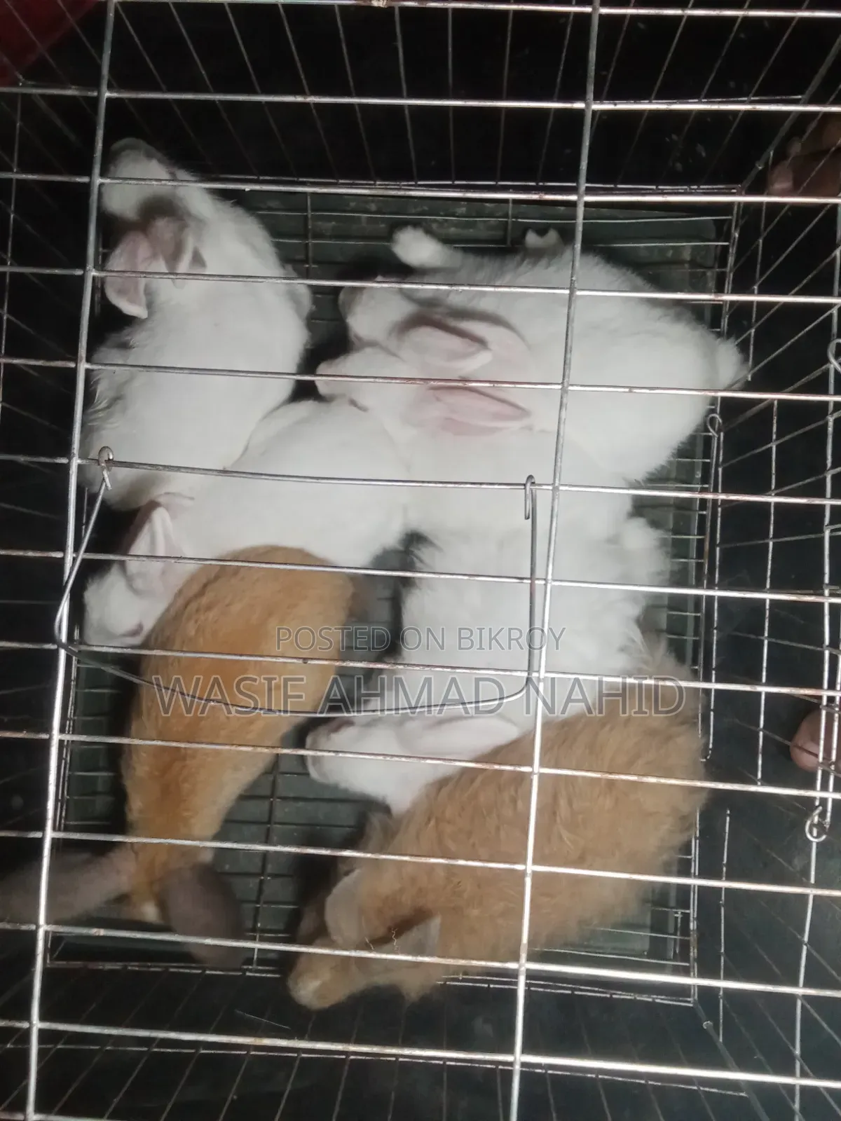 Local Rabbit and 1 Pair of Angora Breed Rabbits