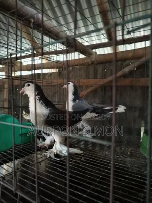 Lahori Running Pair