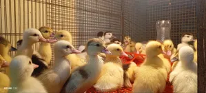 Chinese Ducklings