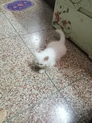 1-3 months Female Purebred Persian