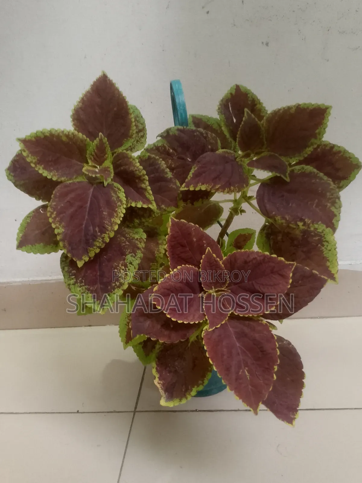 Coleus Plants