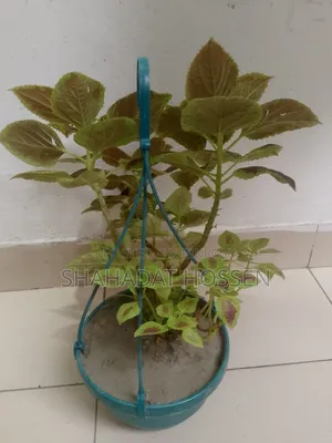 Coleus Plants