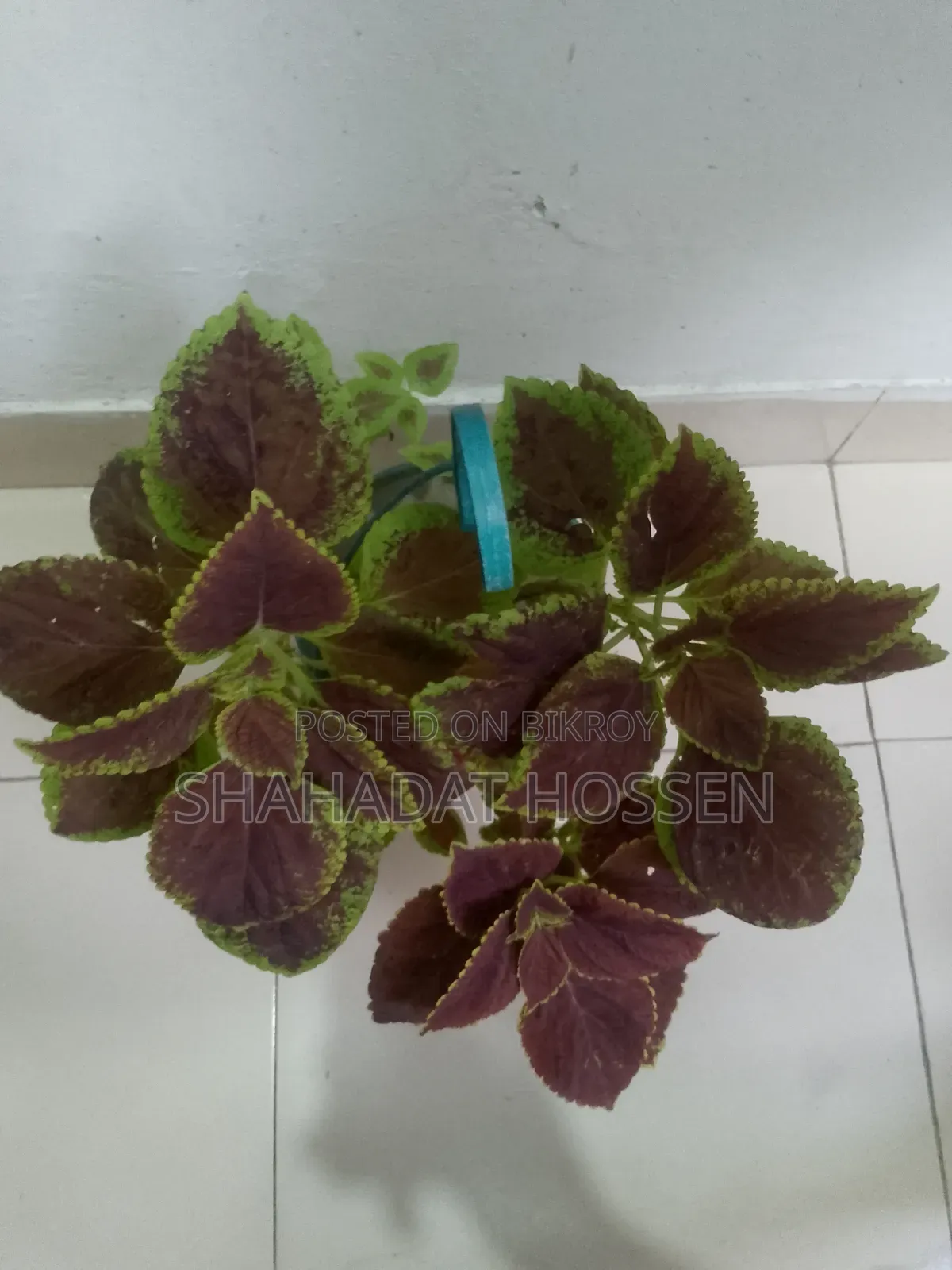 Coleus Plants